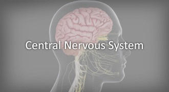 ART and the Central Nervous System